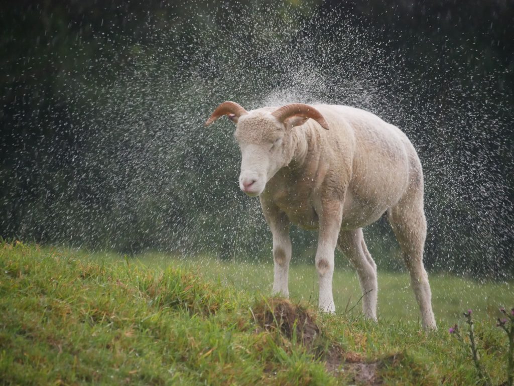Why Don’t Sheep Shrink In The Rain? - sheep-image-blog-web