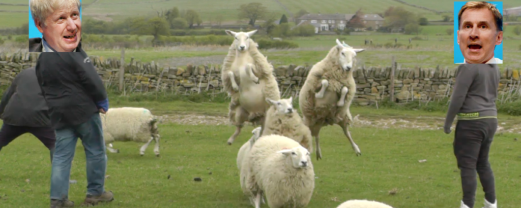 Herding sheep or electing a new leader - is there common ground?-Image Name
