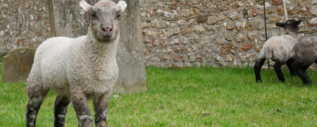 Do sheep have the answer to Brexit? -Image Name