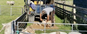 Are ewe establishing 'new normal' systems?-Chris-shearing-1200×480