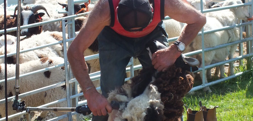 200 sheep to shear - how would you set about the task? - DSCF7155-1000×480