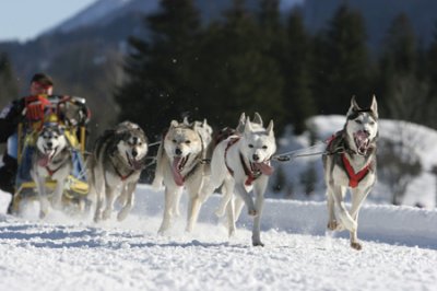 #37. Mastering leadership (including a canine perspective) - oregon-dog-sledding