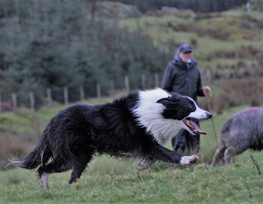 Which dog wins the gold medal for herding sheep?-collie-at-speed-with-sheep-and-shepherd