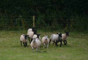 Did Gemba Walks start with shepherds? - mixed-sheep-running-to-cam