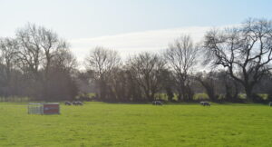 Raising The Baa - How's your office today? How's your office today? - Set up wintry field